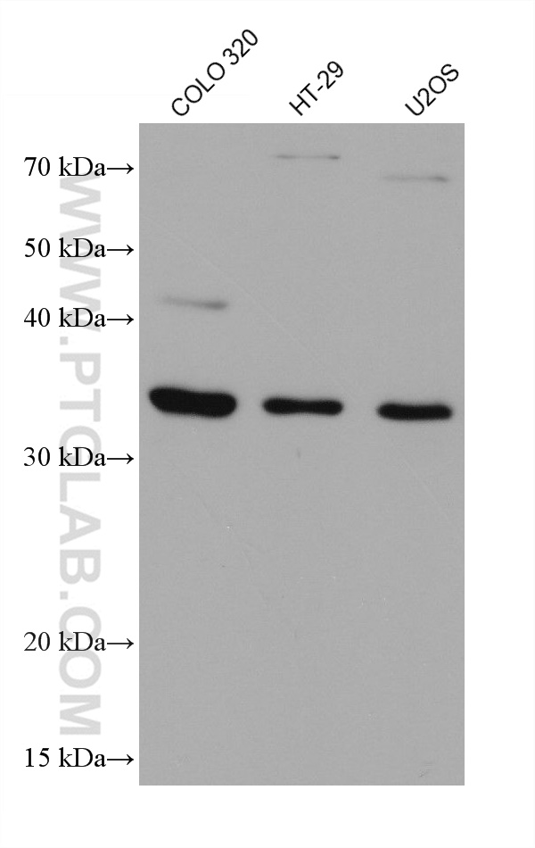 WB analysis using 68153-1-Ig