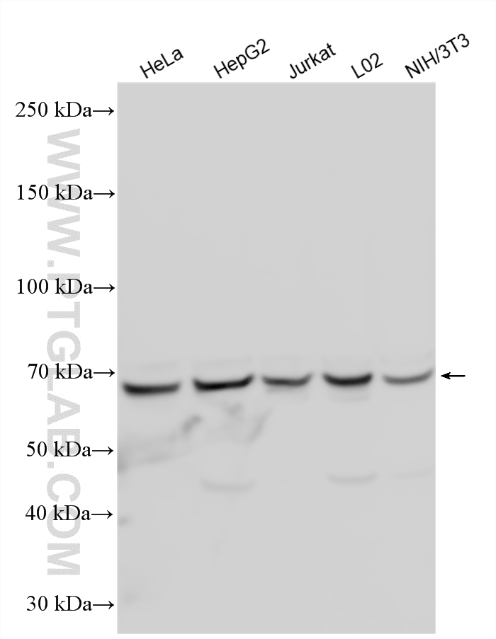 WB analysis using 17984-1-AP