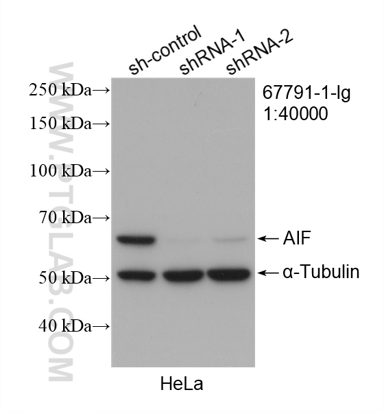 WB analysis of HeLa using 67791-1-Ig (same clone as 67791-1-PBS)