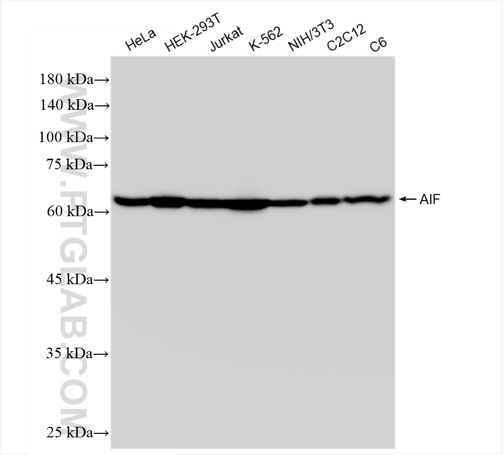 WB analysis using 86156-1-RR
