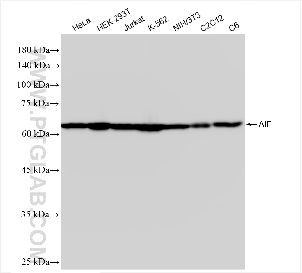 WB analysis using 86156-3-RR (same clone as 86156-3-PBS)