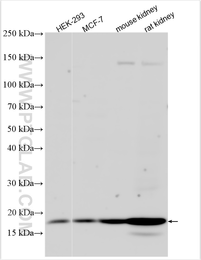 WB analysis using 31569-1-AP