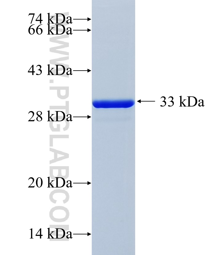 AIF1L fusion protein Ag36216 SDS-PAGE AIF1L fusion protein Ag36216 SDS-PAGE