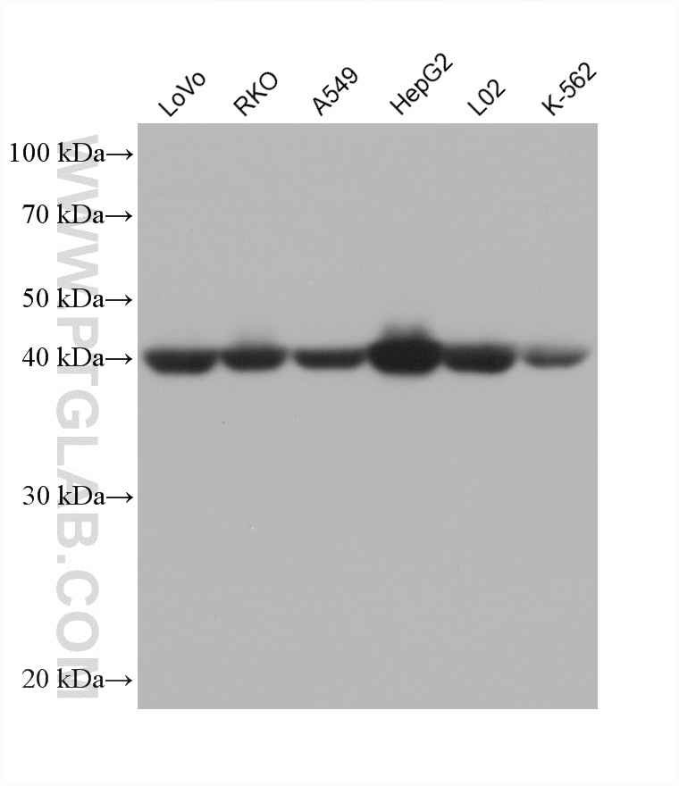 Various lysates were subjected to SDS PAGE followed by western blot with 68049-1-Ig (AIFM2/ FSP1 antibody) at dilution of 1:5000 incubated at room temperature for 1.5 hours. WB analysis using 68049-1-Ig