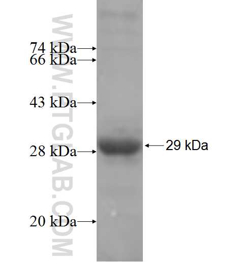 AIFM3 fusion protein Ag6278 SDS-PAGE