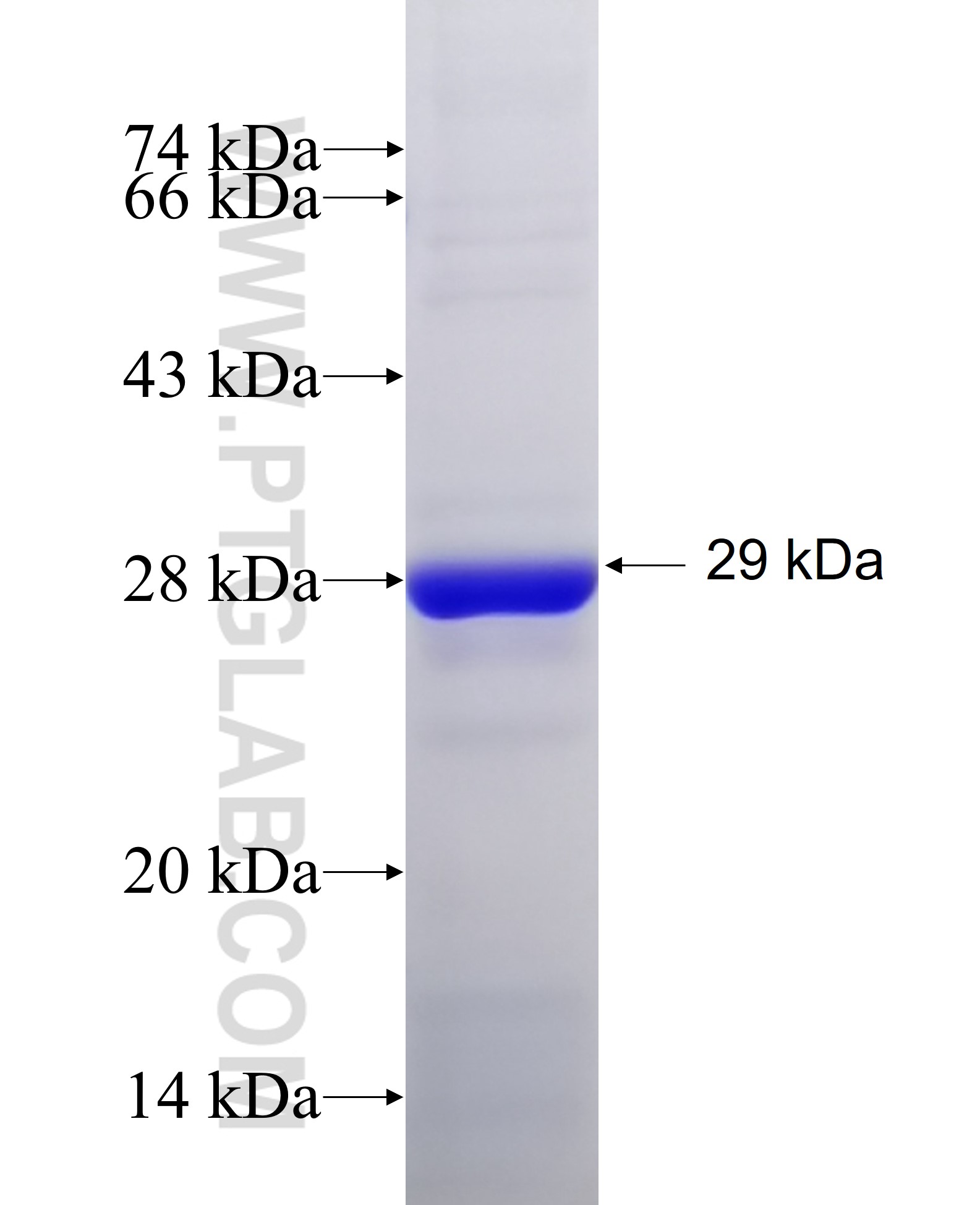 AIFM3 fusion protein Ag6278 SDS-PAGE