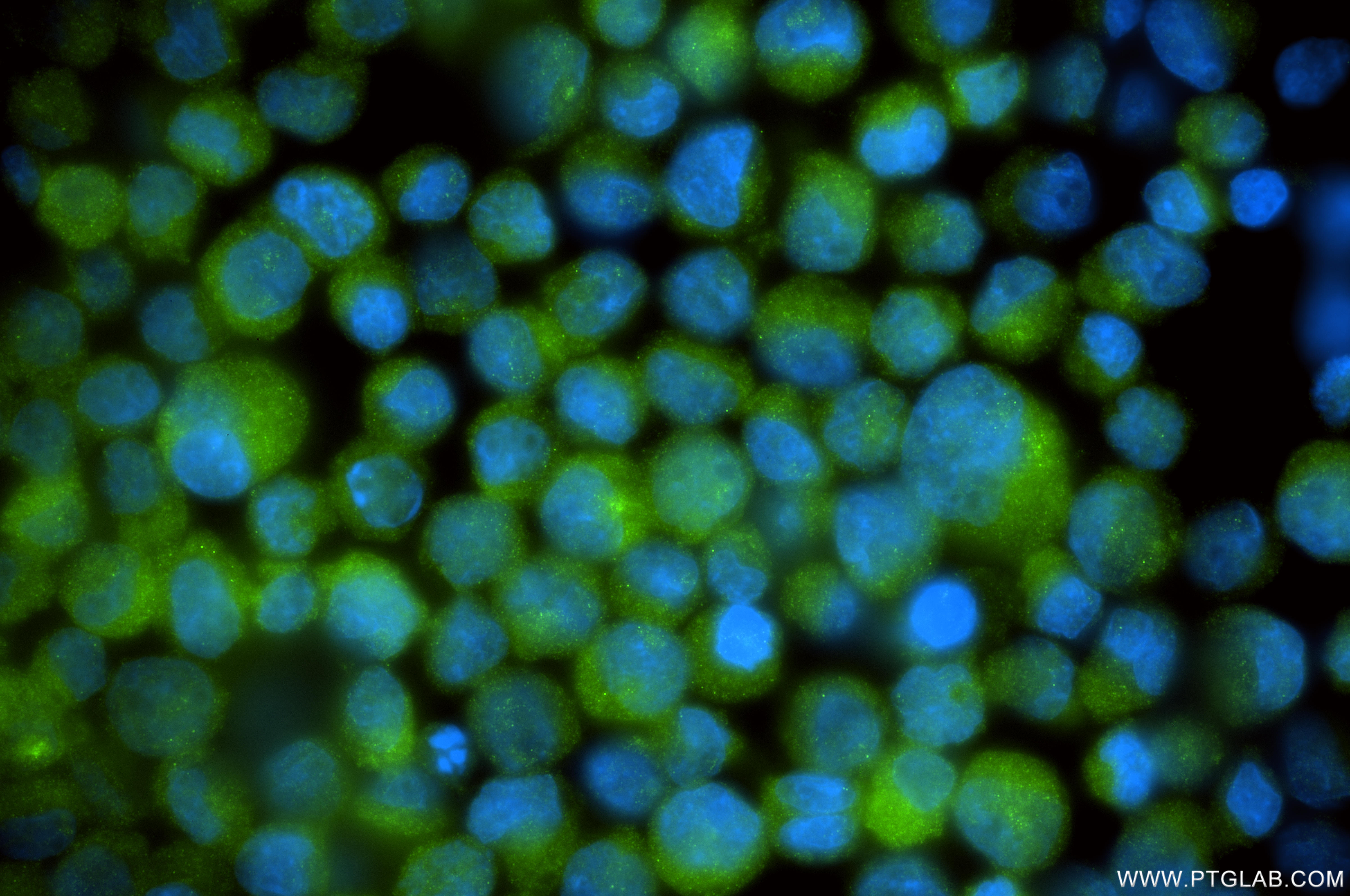 IF Staining of K-562 using 85979-3-RR