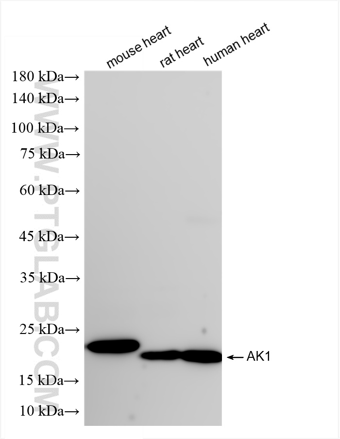 WB analysis using 85979-3-RR
