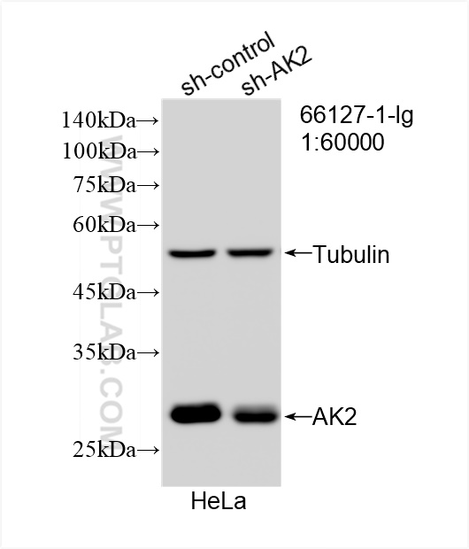 WB analysis of HeLa using 66127-1-Ig (same clone as 66127-1-PBS)