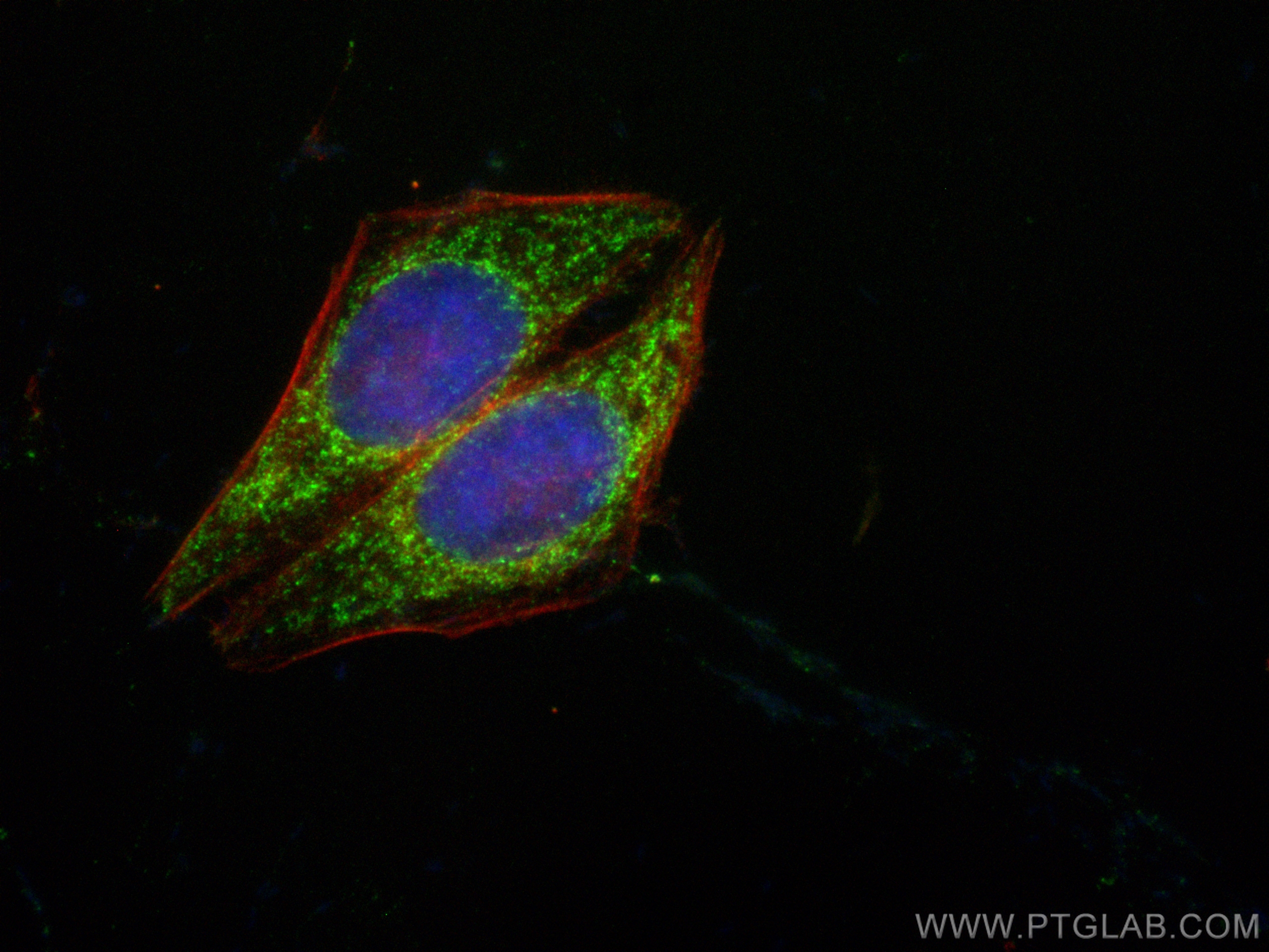 IF Staining of HepG2 using CL488-11014