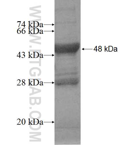 AK2 fusion protein Ag1464 SDS-PAGE