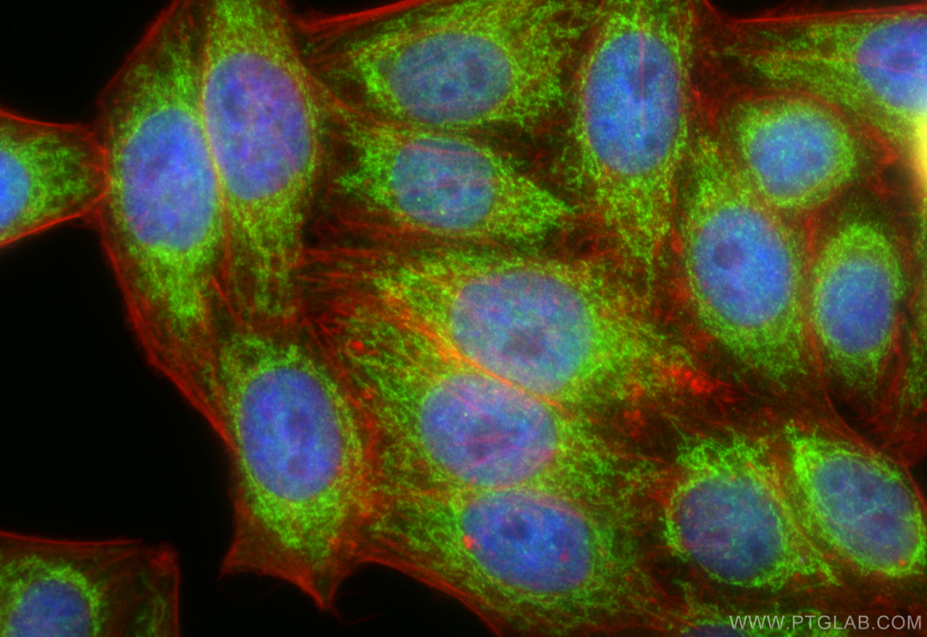 IF Staining of HepG2 using 12562-1-AP