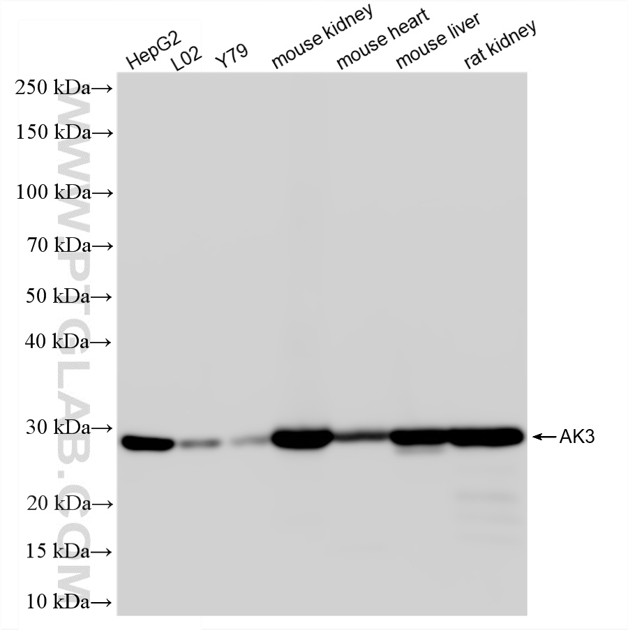 WB analysis using 87090-3-RR