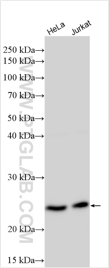 AK6