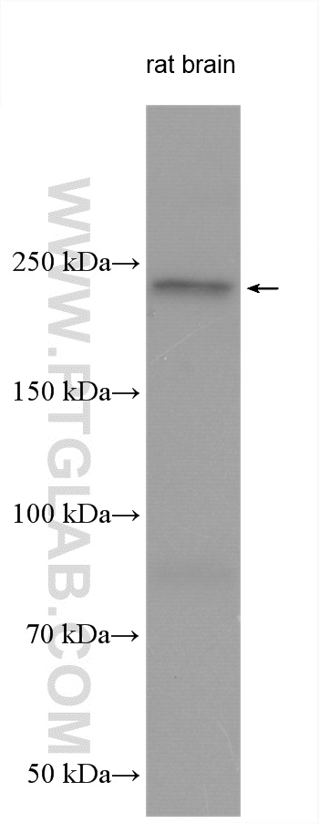 WB analysis using 25199-1-AP