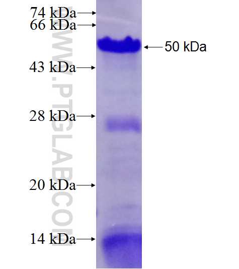 AKAP13 fusion protein Ag27500 SDS-PAGE