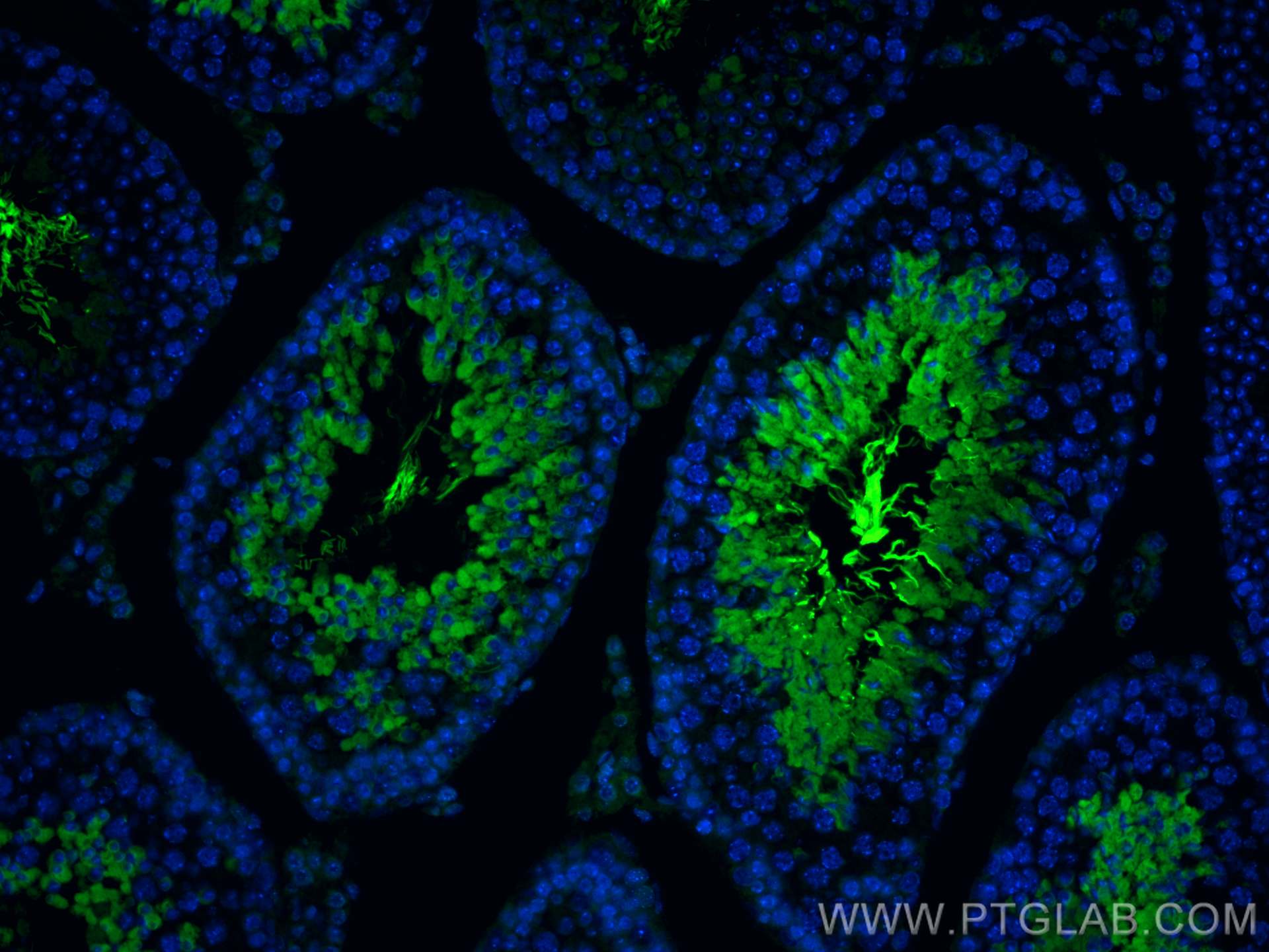 IF Staining of mouse testis using CL488-66255