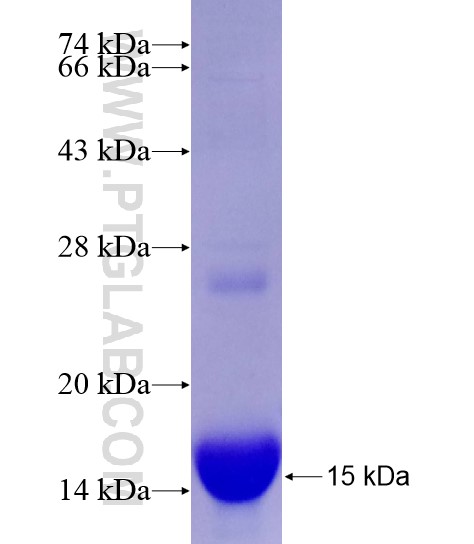 AKAP7 fusion protein Ag28790 SDS-PAGE
