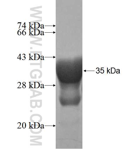 AKAP7 fusion protein Ag3297 SDS-PAGE
