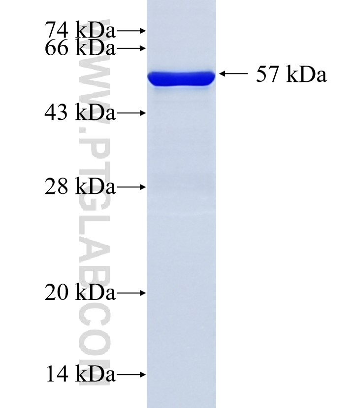 AKAP8 fusion protein Ag35816 SDS-PAGE