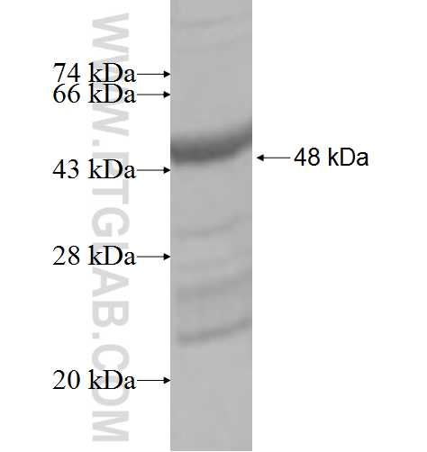 AKIRIN2 fusion protein Ag6687 SDS-PAGE