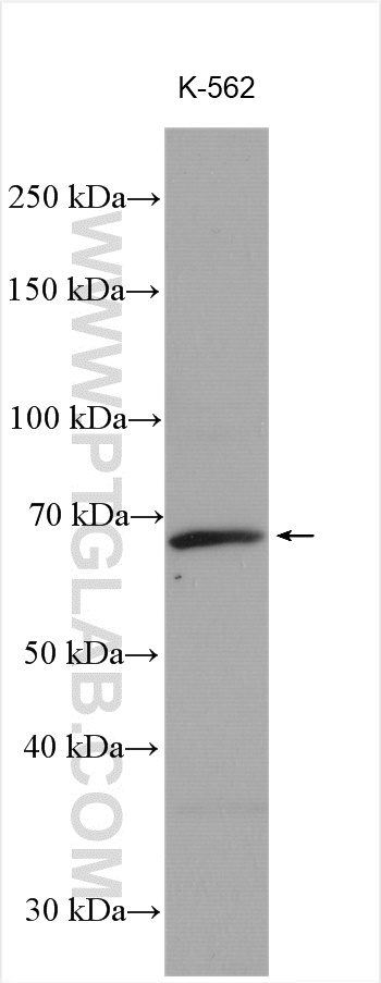 WB analysis of K-562 using 23785-1-AP