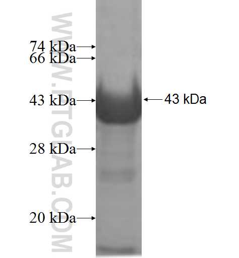 AKR1A1 fusion protein Ag7081 SDS-PAGE