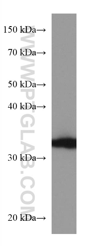 WB analysis of HEK-293 using 67498-1-Ig