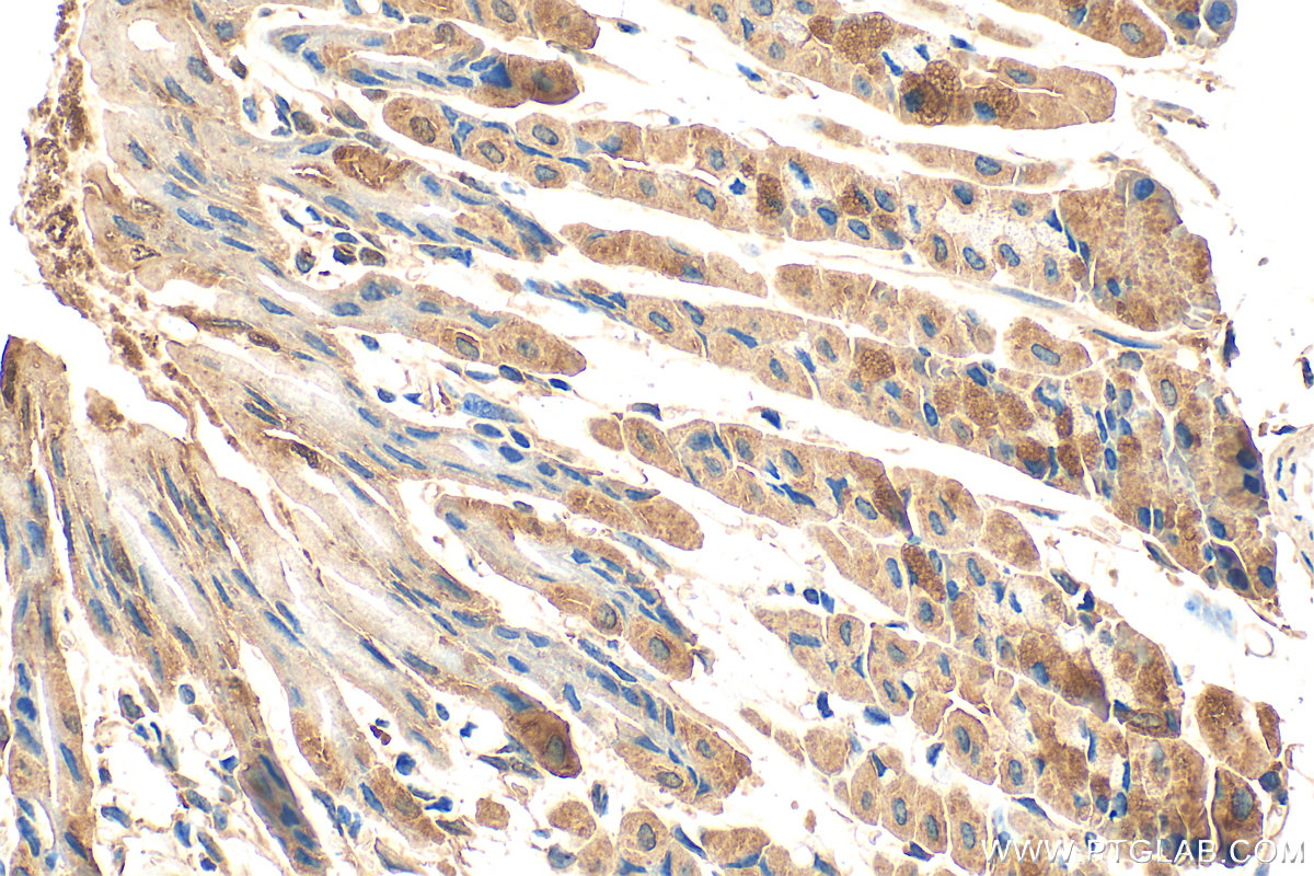 Immunohistochemical analysis of paraffin-embedded mouse stomach tissue slide using 18252-1-AP (AKR1B10 antibody) at dilution of 1:400 (under 40x lens). Heat mediated antigen retrieval with Tris-EDTA buffer (pH 9.0). IHC staining of mouse stomach using 18252-1-AP