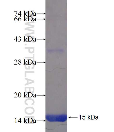 AKR1D1 fusion protein Ag21009 SDS-PAGE