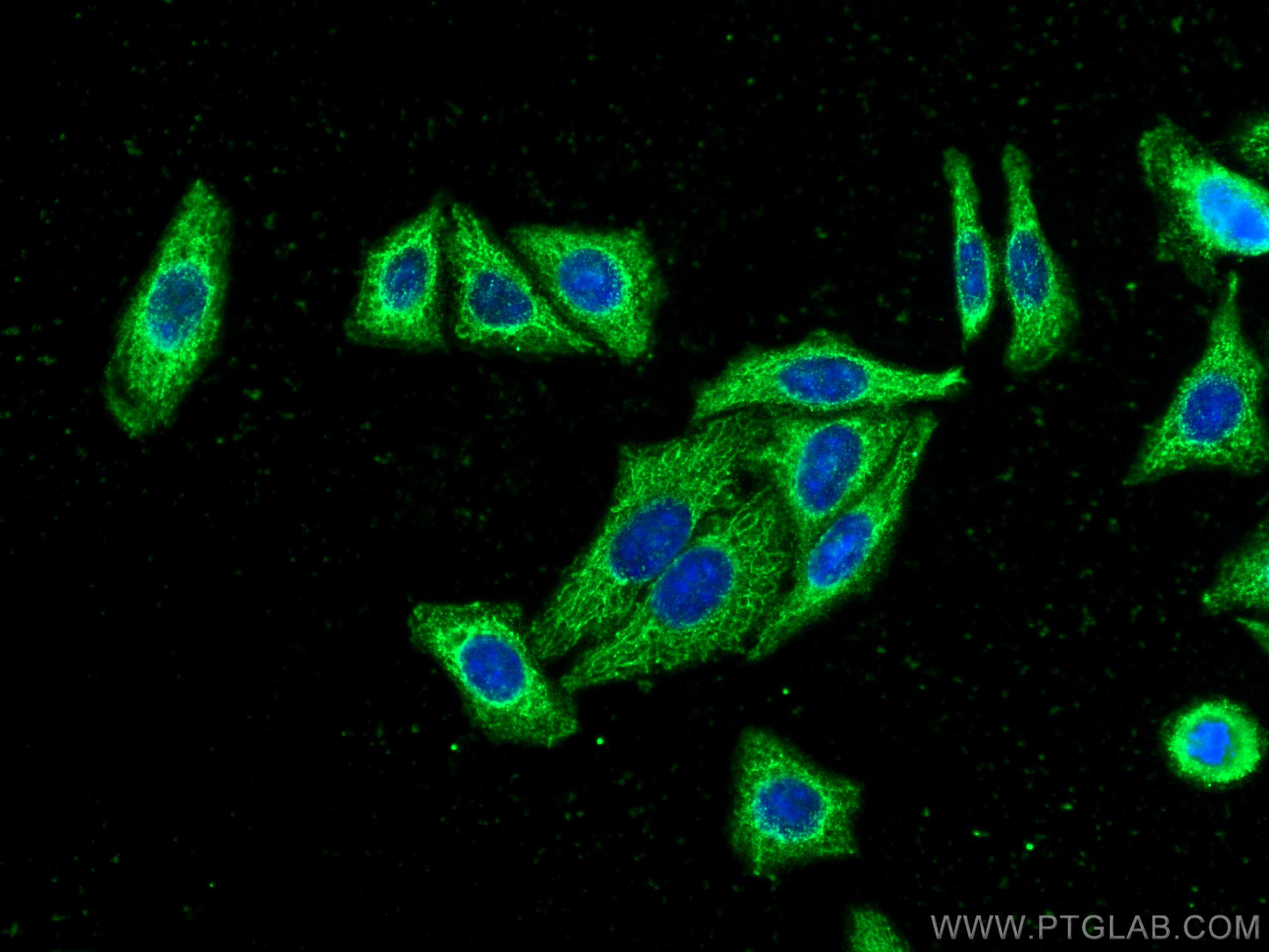 IF Staining of HepG2 using 66677-1-Ig (same clone as 66677-1-PBS)