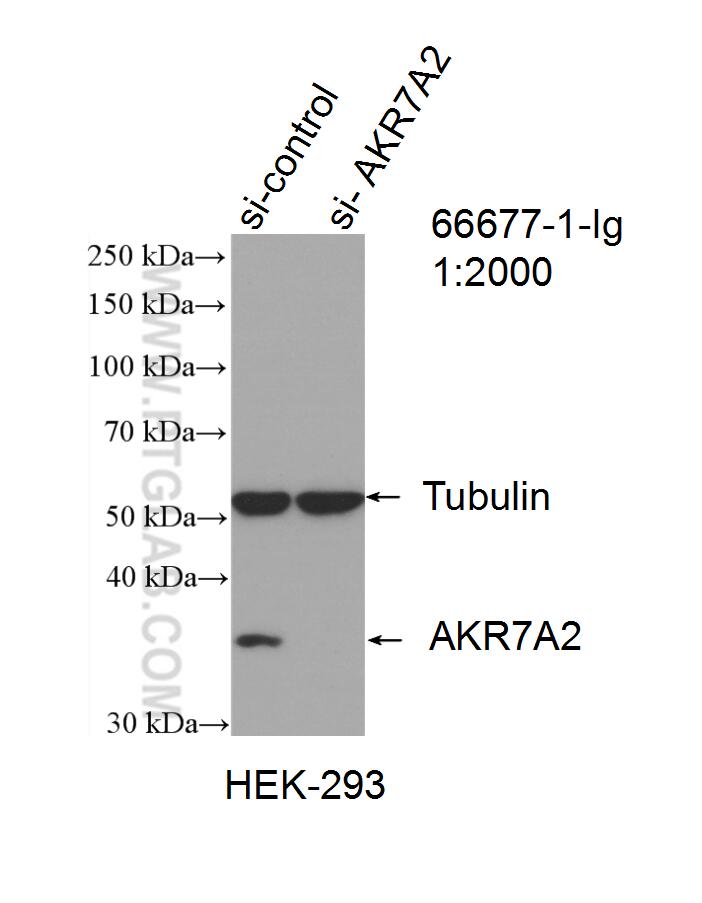 WB analysis of HEK-293 using 66677-1-Ig (same clone as 66677-1-PBS)