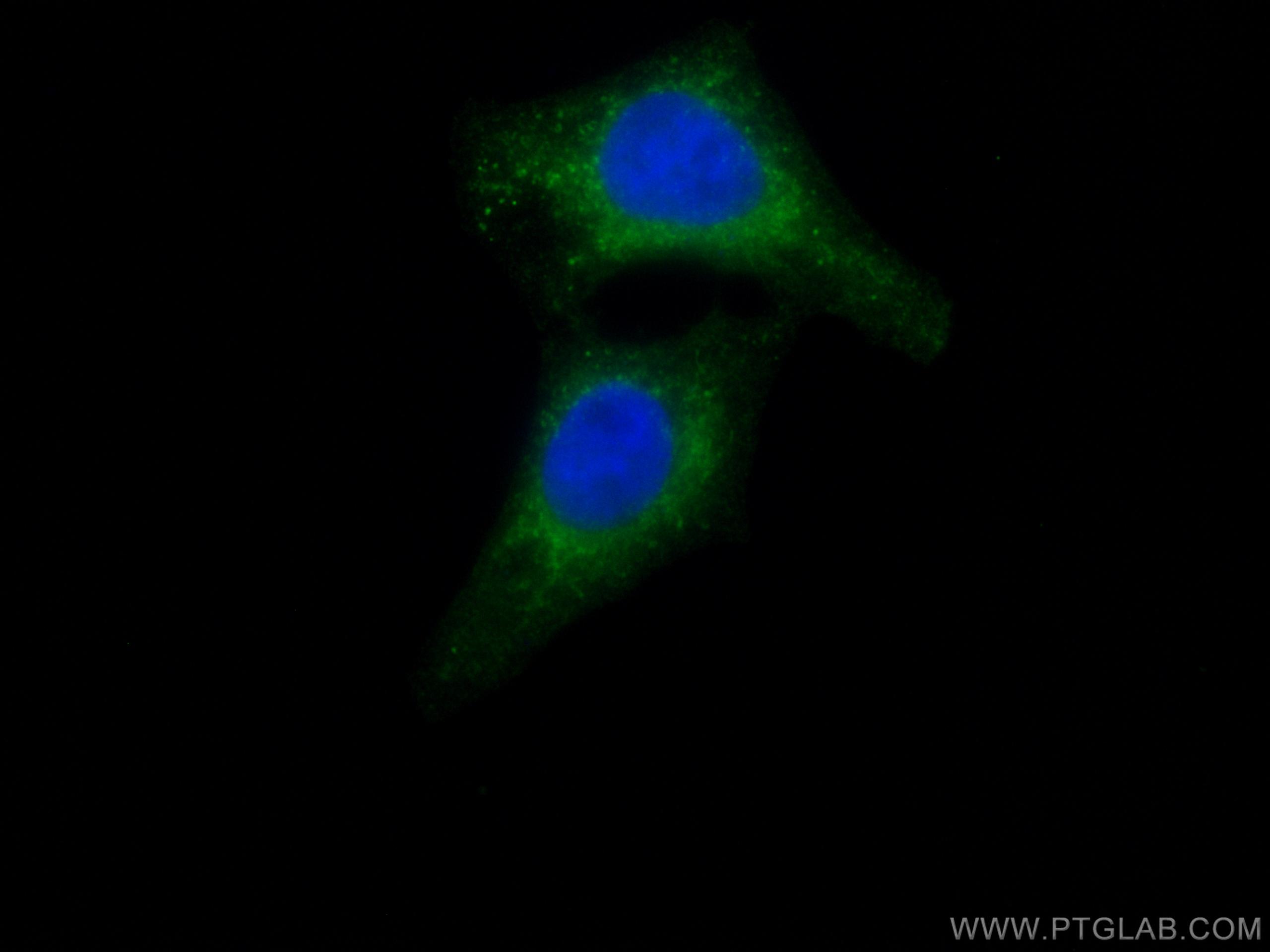 IF Staining of HepG2 using CL488-66677