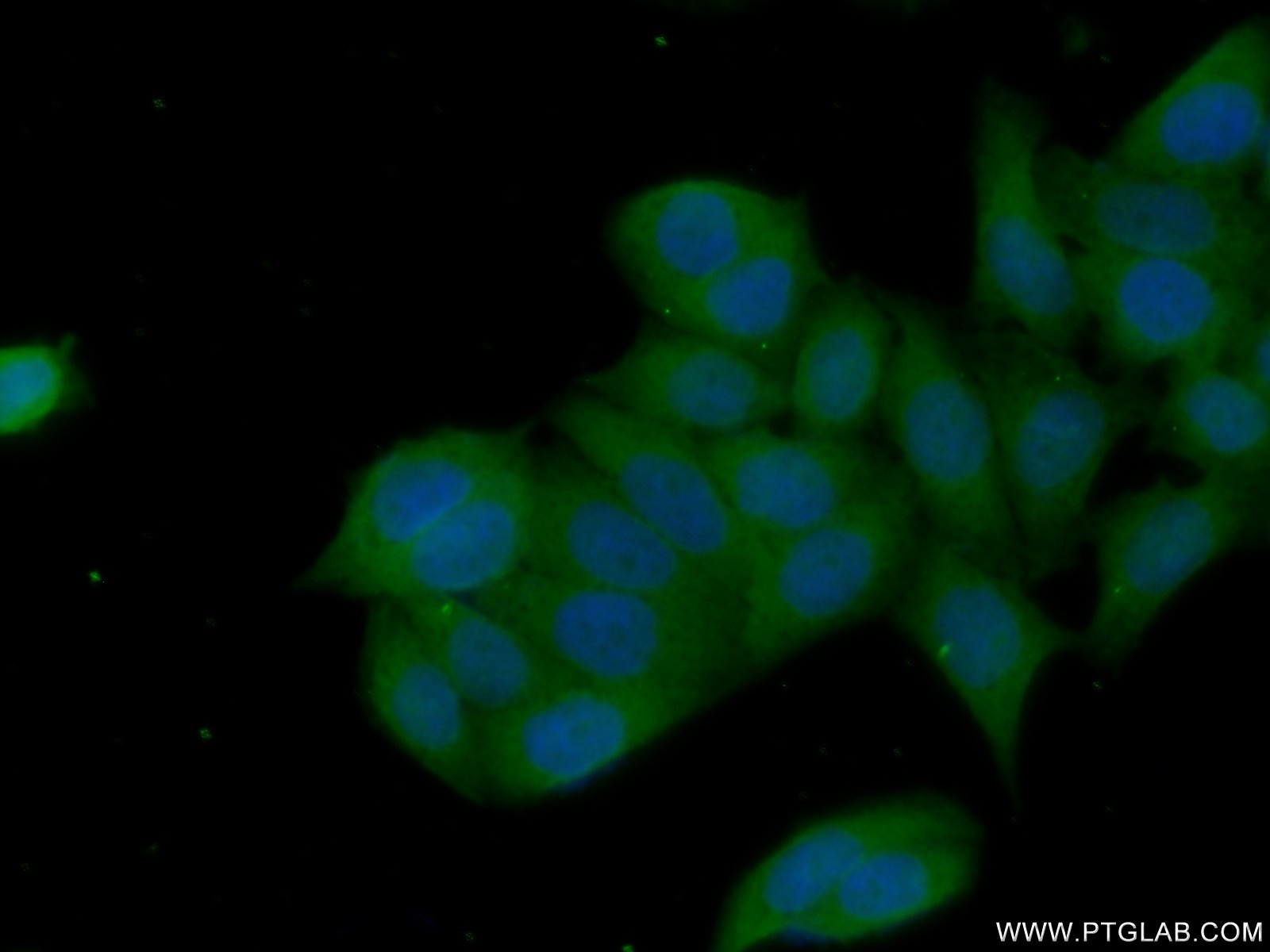 IF Staining of HeLa using 10176-2-AP