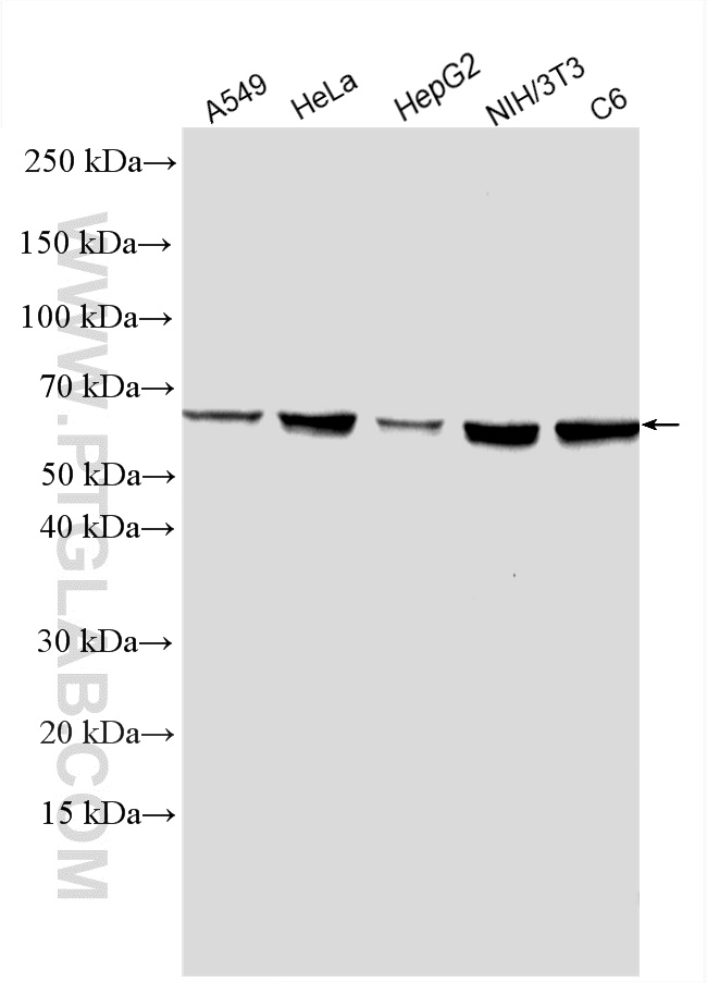 WB analysis using 10176-2-AP