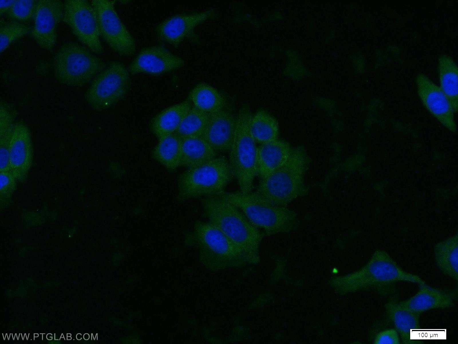 IF Staining of HeLa using 60203-2-Ig (same clone as 60203-2-PBS)