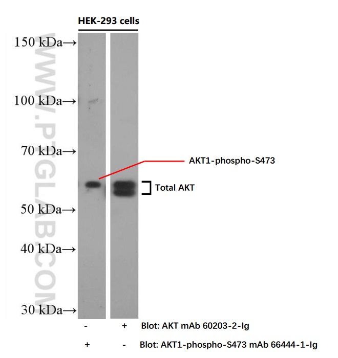 WB analysis of HEK-293 using 60203-2-Ig