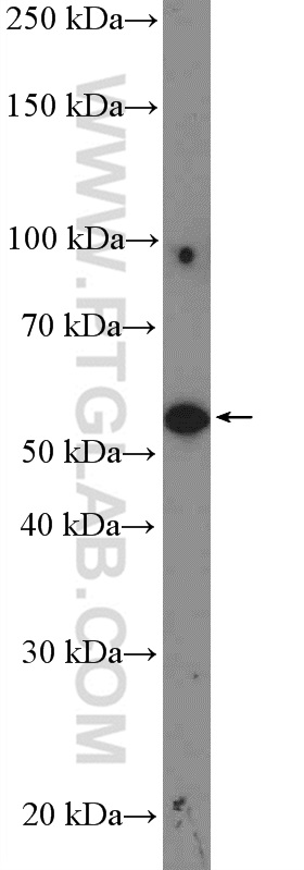 WB analysis of HeLa using 55230-1-AP