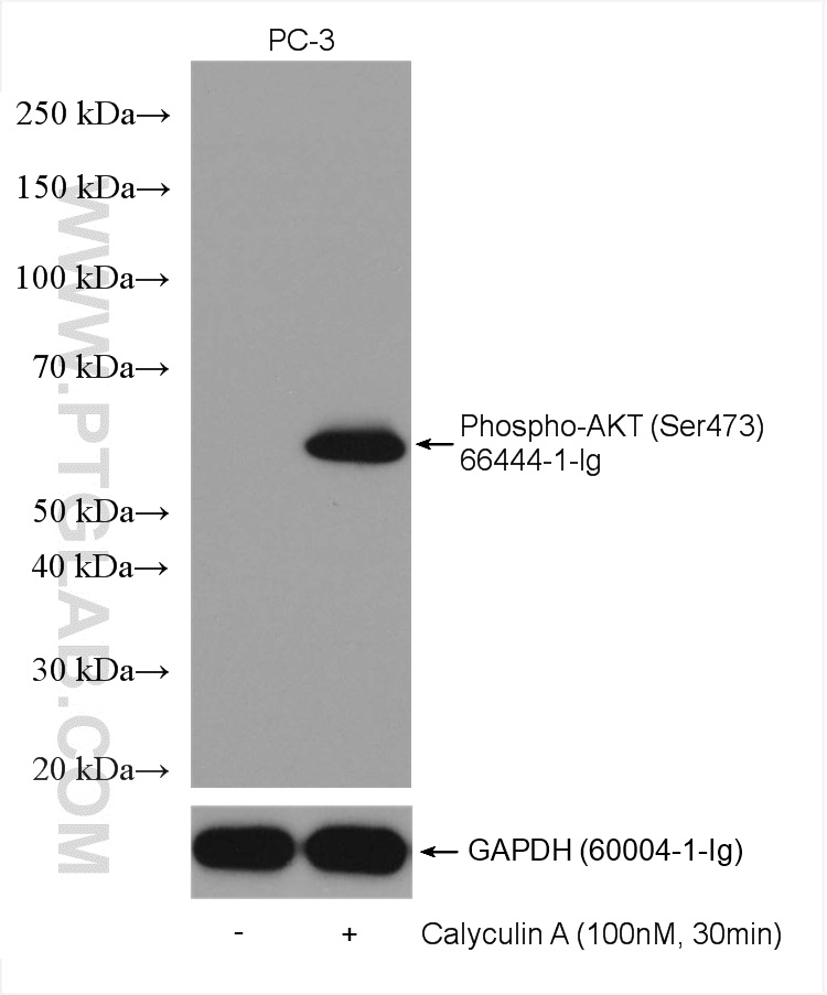 WB analysis using 66444-1-Ig