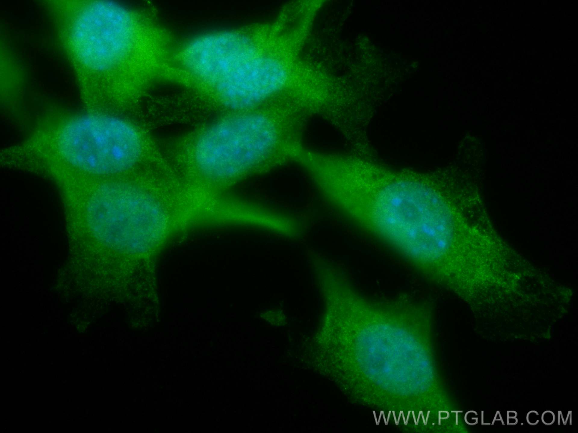 IF Staining of NIH/3T3 using CL488-28113