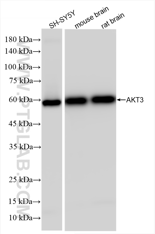 WB analysis using 85769-4-RR