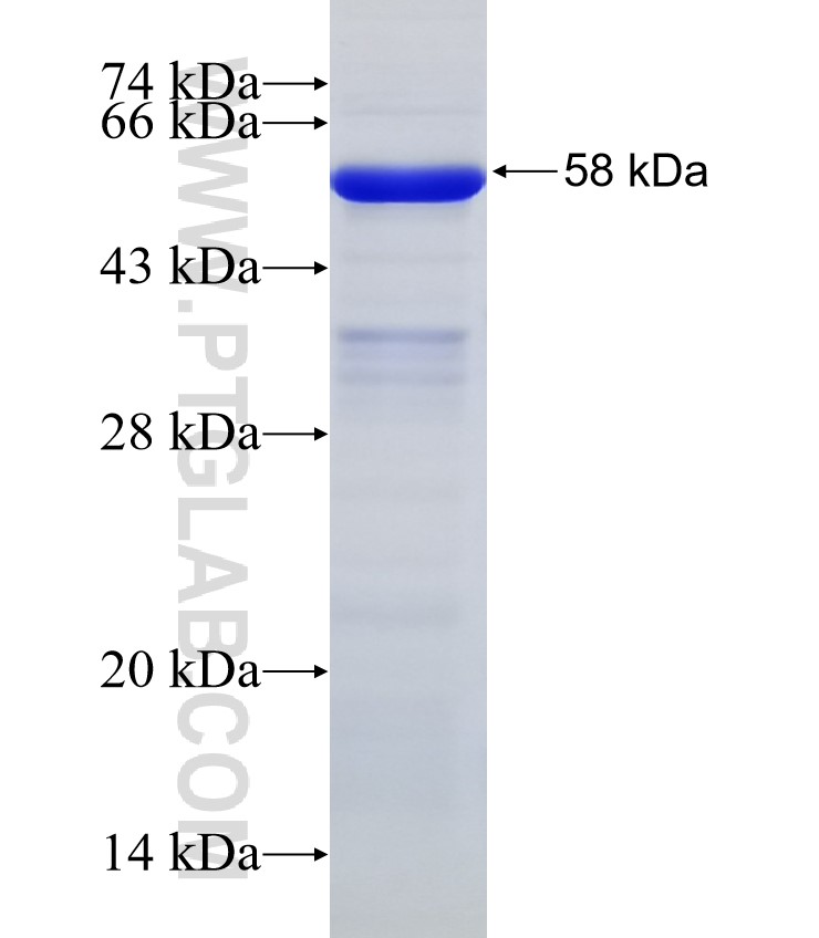 AKT3 fusion protein Ag32838 SDS-PAGE
