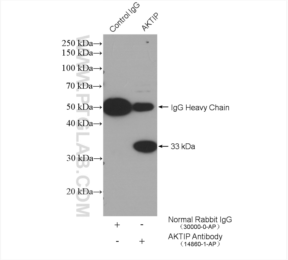 IP experiment of HepG2 using 14860-1-AP