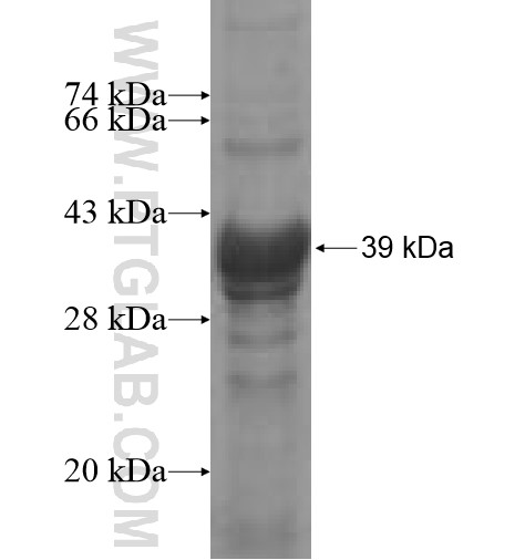 AKTIP fusion protein Ag6787 SDS-PAGE