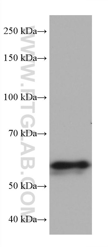 WB analysis of NK-92 using 68332-1-Ig (same clone as 68332-1-PBS)