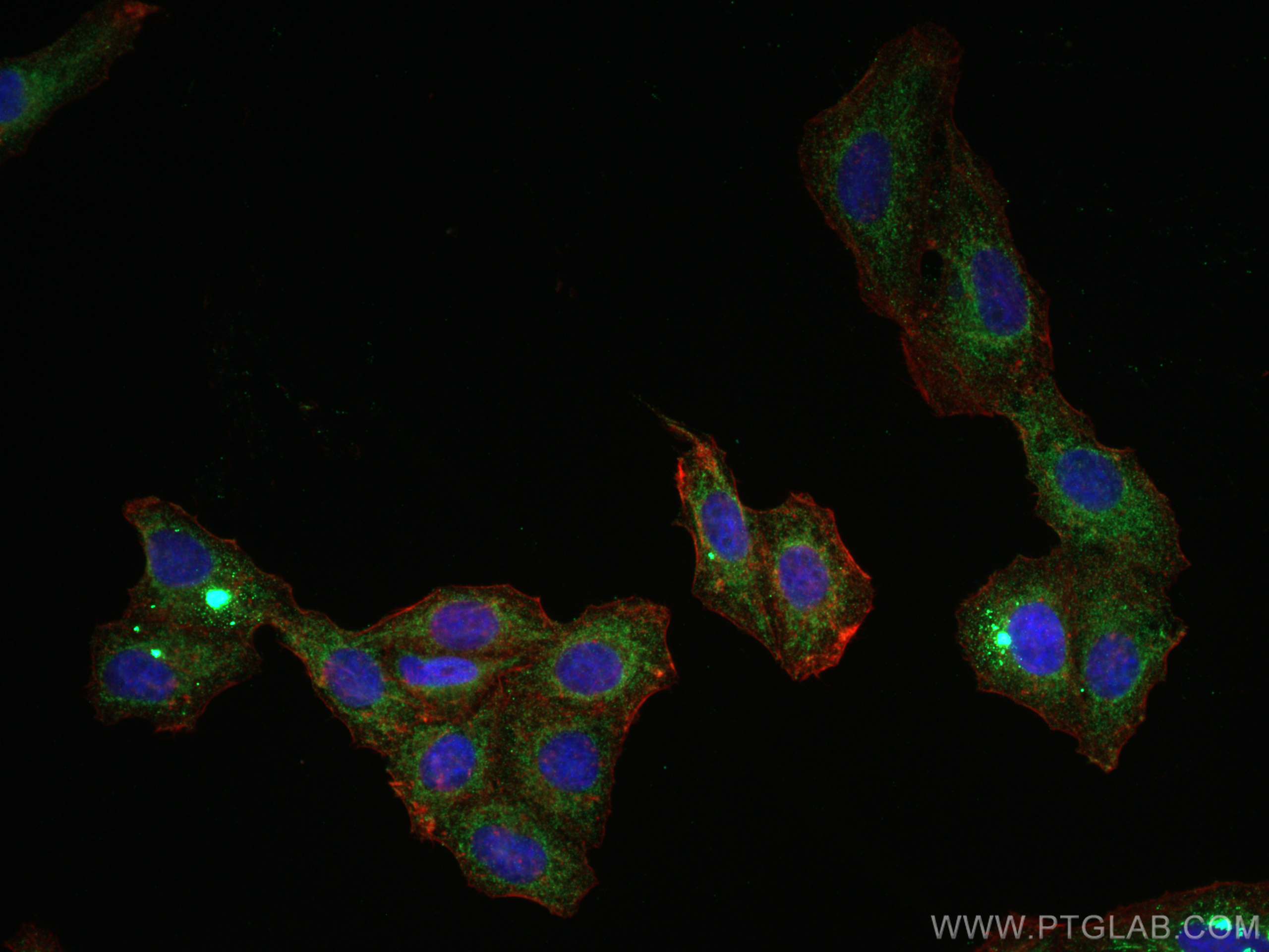 IF Staining of HepG2 using 66051-1-Ig