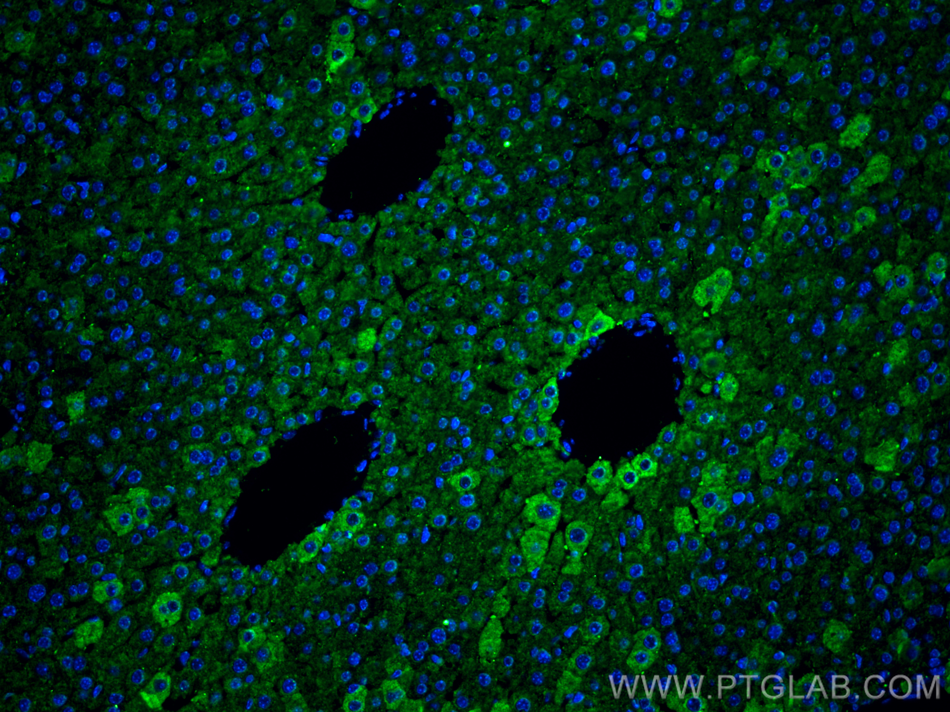 IF Staining of mouse liver using 66051-1-Ig