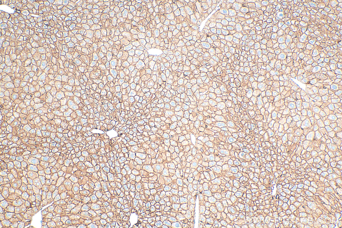 IHC staining of mouse liver using 32402-1-AP