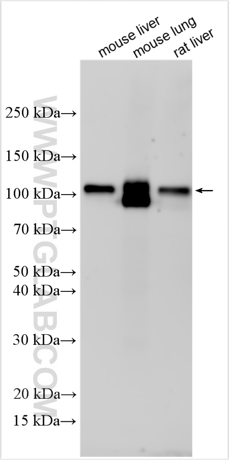 WB analysis using 32402-1-AP