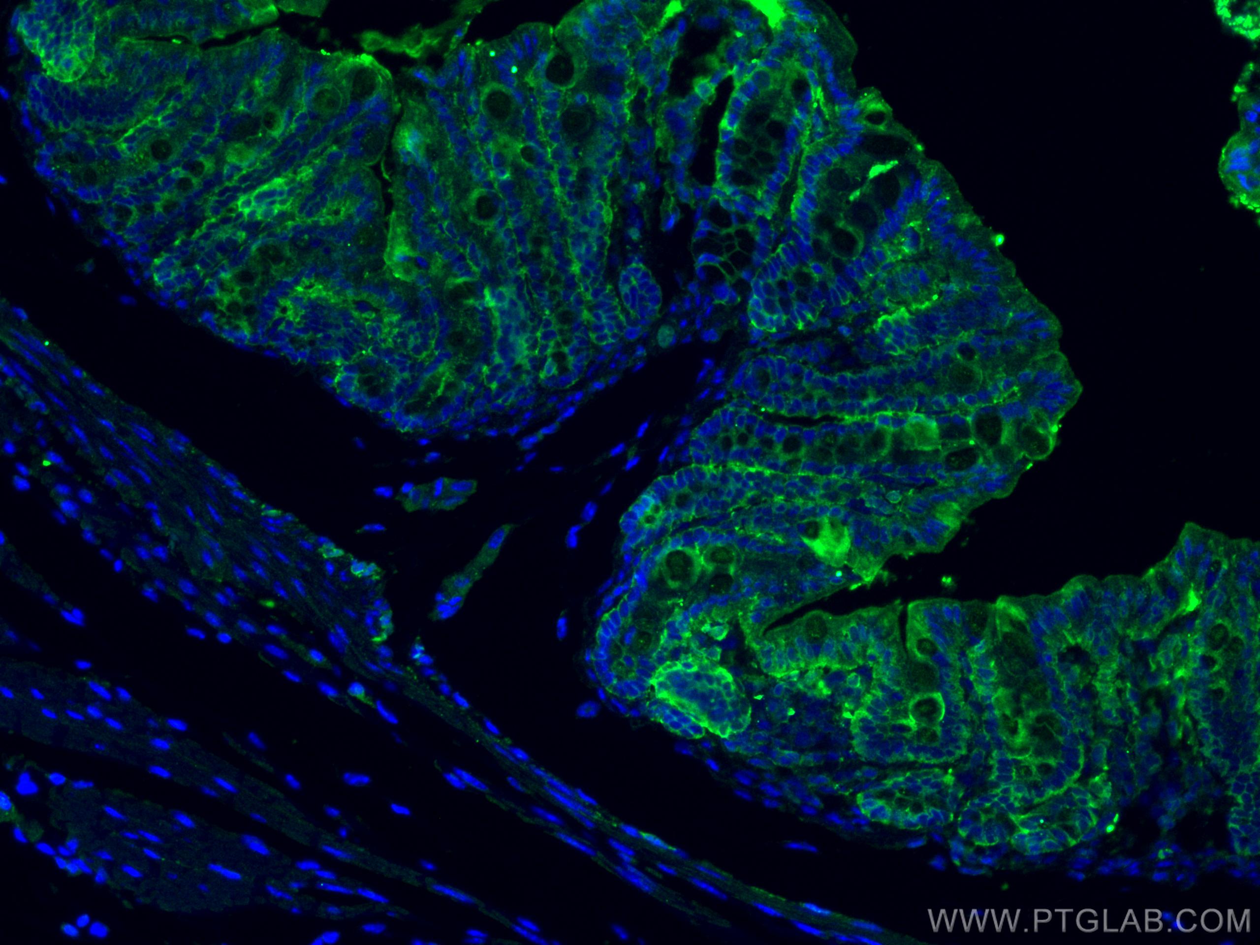IF Staining of mouse colon using 15910-1-AP